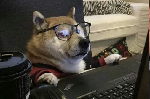 A Shiba Inu dog wearing glasses and a sweater, sitting upright in a chair and looking seriously at a laptop screen with its paws near the keyboard.